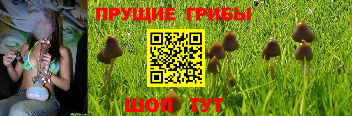 Саянск  Псилоцибиновые грибы Psilocybine cubensis  Вход с VPN 